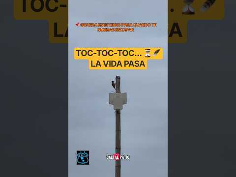 ¡LA VIDA PASA, LA VIVAS O NO! ⏳🪶 | El pájaro carpintero que nos dio la lección del año | Tena Cundi