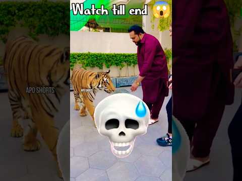 Ep 26 |Pakistan 🇵🇰  King 👑 Mian Saqib With White Lion 🦁 White Tiger 🐅 #pkistan #Shorts