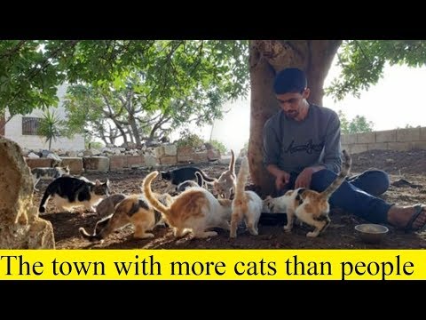 The town with more cats than people