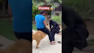 Press play and take the challenge NOW! 🎬🐾 #funnyJobs #FunJobs #FunnyAnimals