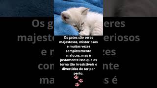 Os bigodinhos mais lindos do mundo! #fofurafelina #cat #gatinhofeliz #funny #gatonhosfofos #pets