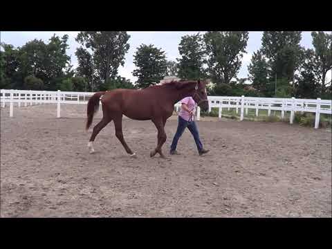 2j. Dressur-Youngster von FLORISCOUNT - DAMON HILL - QUATERBACK