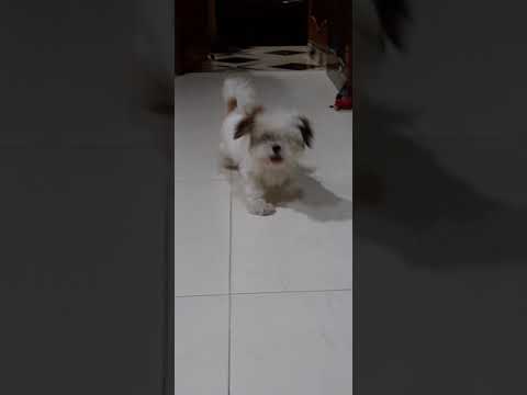 Dog Running || #cutedog #shorts #dogs #shitzu #playtime @frooti's world