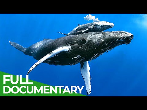 The Open Ocean