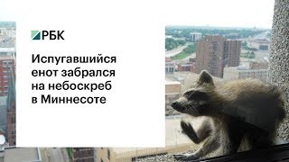 Испугавшийся енот забрался на небоскреб в Миннесоте