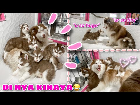 Hercules Finally Meet His Pups! | KINULIT SYA NG BONGGA! | VLOGMAS ‘22 Day 13 | Husky Pack TV