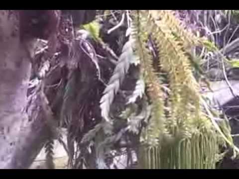 Scales of fish Pteridophite plants in Bali