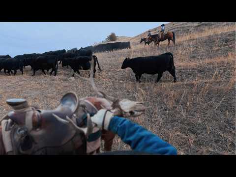 Cattle Drive VLOG - Let's bring the cows home!