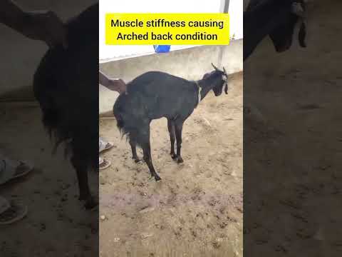 TETANUS IN GOAT, TREATMENT BY DOCTOR. #veterinaryclinic #veterinaryhospital #veternarian #animals