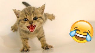 Hilarious animals that will make you laugh to die 😂