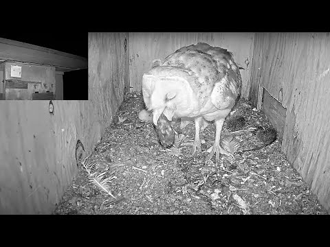 Female barn owl cast a pellet and then goes back to brood her babies.