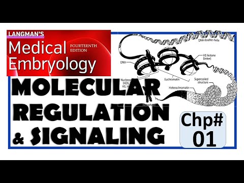 Langman Chapter#1 | Introduction to Molecular Regulation & Signaling | Embryology | Dr Asif Lectures