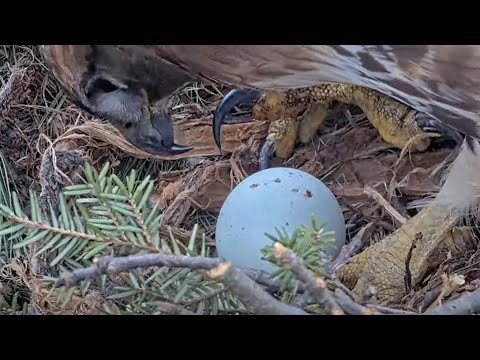 Cornell Hawks Cam Zooms In On Big Red's First Egg During Incubation Break – March 17, 2024
