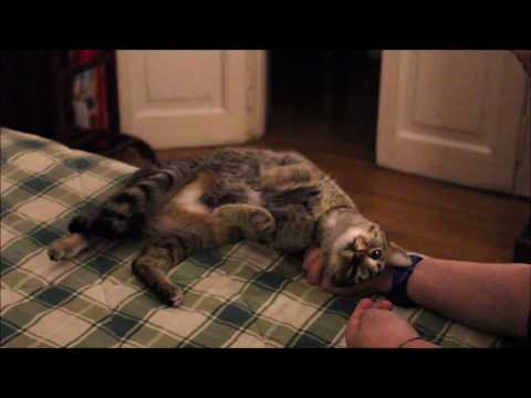 Tabby Cat loves Cuddles