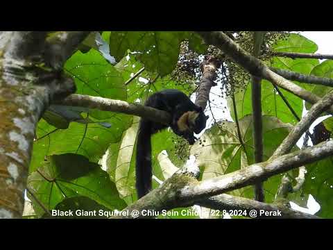 Black Giant Squirrel @ Chiu S C DSCN0319