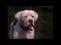 Homeward Bound The Incredible Journey 1993 Clip