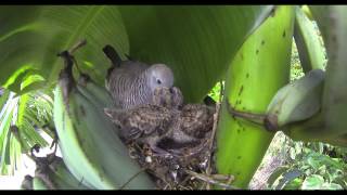 Zebra Dove Nest 2013