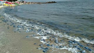 preview picture of video 'Железный порт нашествие медуз. 29.08.2018.'