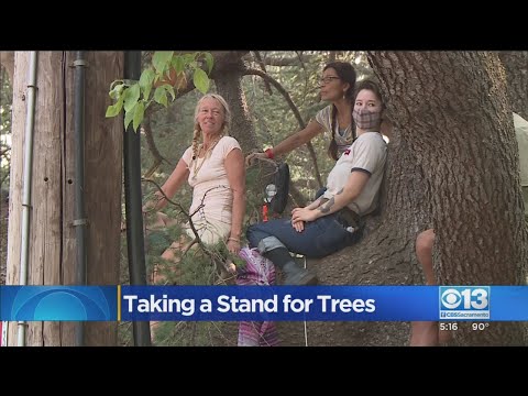 Nevada City Group Goes To New Heights To Protest PG&E Chopping Down Trees