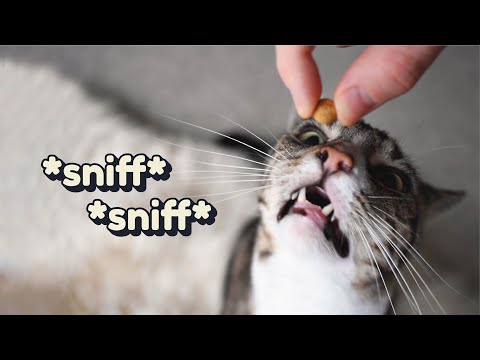 Hungry cat makes funny eating noises...