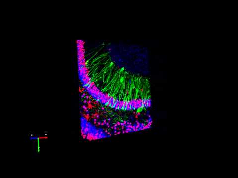 Co-Injection of Retrovirus and AAV thumbnail