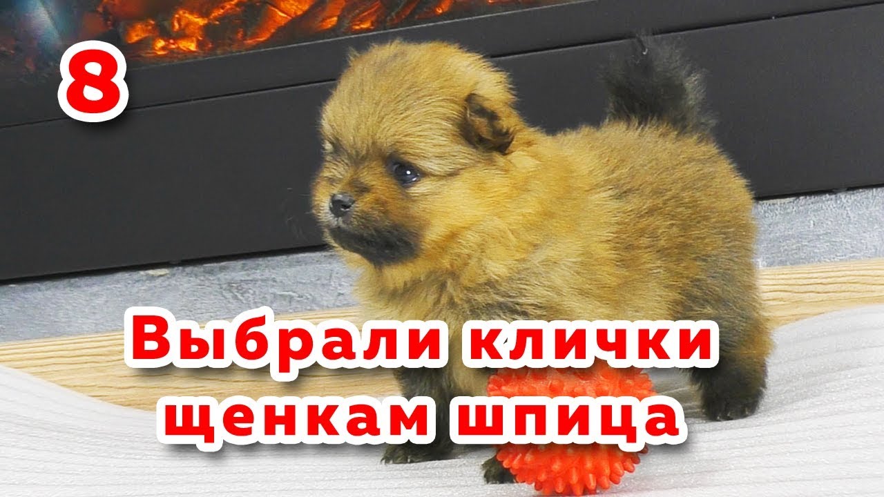 Померанский шпиц стандарт. Имена для померанского шпица мальчика. Шпиц белый. Клички для шпица. Гросс шпиц черный.