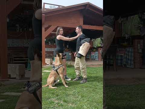 un perro equilibrado! #dogs #k9 #malinois #perro #animals #parati #k9units #viral #animals