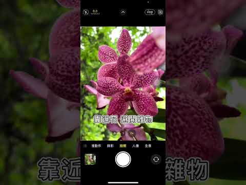 簡單的拍花小技巧#攝影 #拍花技巧 #教程 #拍照是個技術活