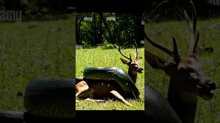 Python Strikes Deer in Seconds 😱 | Jungle Hunt Caught on Camera! #youtubeshorts #animals #shorts