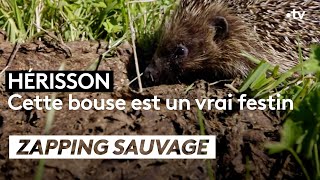 Hérisson : Cette bouse est un vrai festin - ZAPPING SAUVAGE