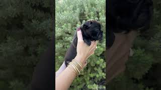 Video preview image #1 Faux Frenchbo Bulldog Puppy For Sale in Corona, CA, USA