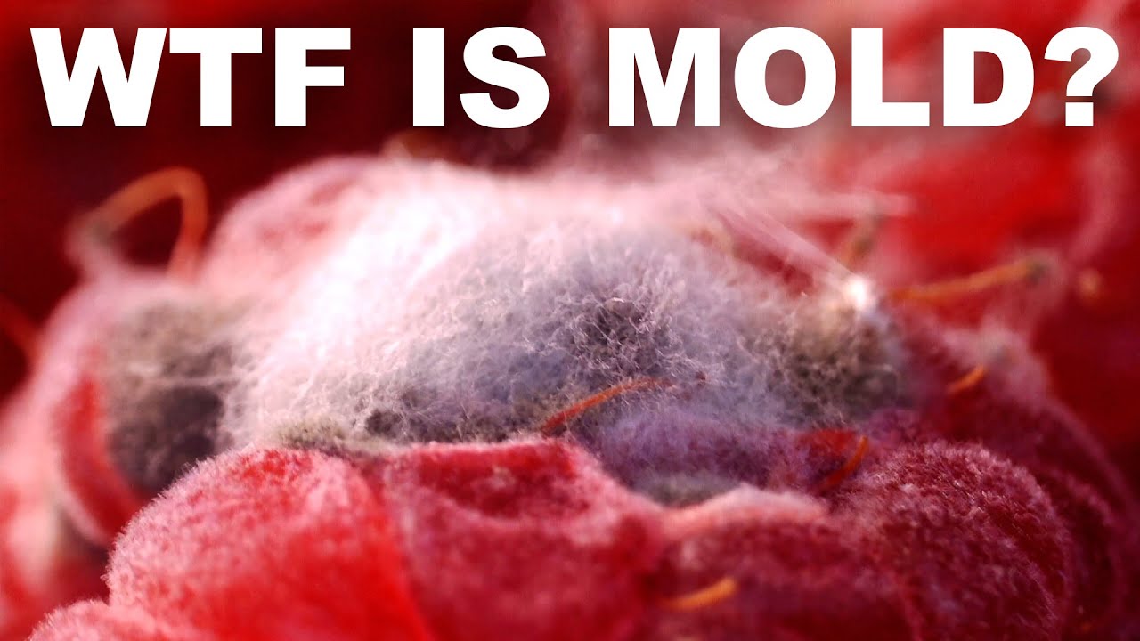 Is moldy food really that dangerous? (We're not sure, but don't risk it.)
