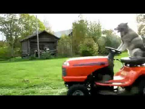 Virus4fun.ch - Cooler Hund