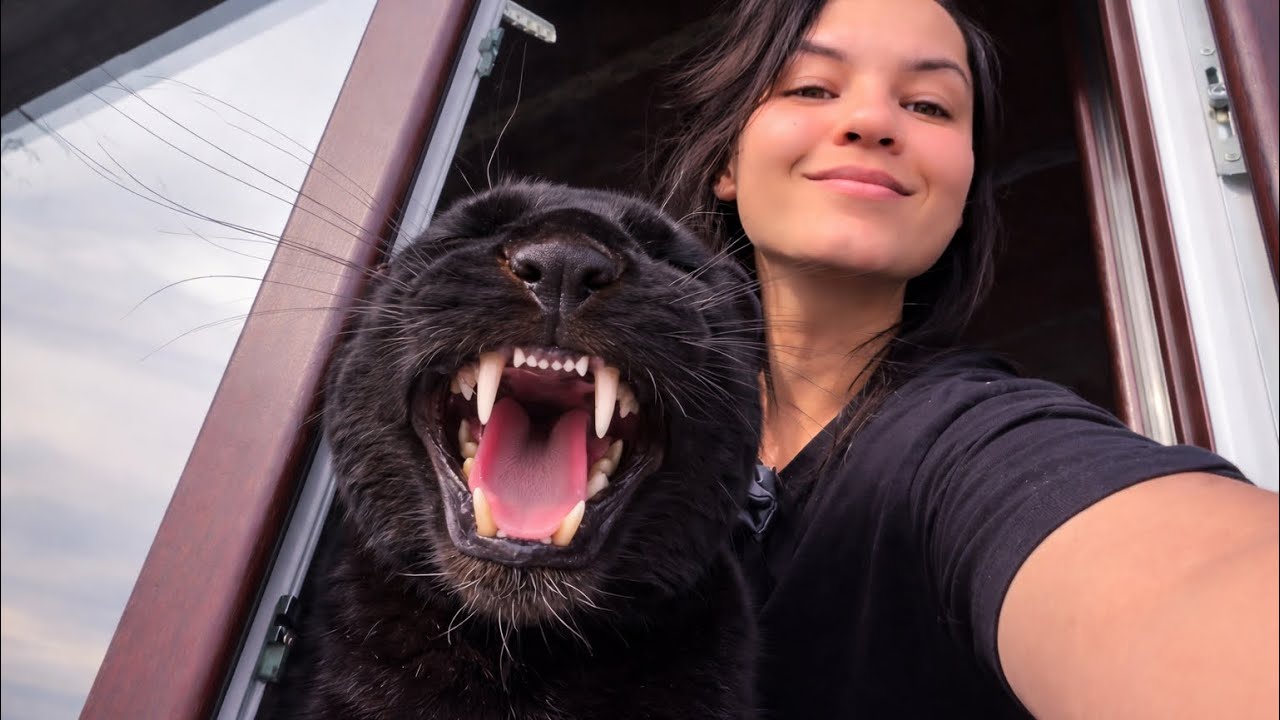 Guests have arrived, Luna the panther isn't happy 😡(ENG SUB)