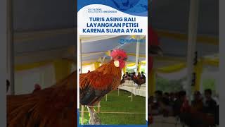 Turis Asing Layangkan Petisi Akibat Jengkel dengan Suara Ayam di Bali, Nora Alexandra Beri Tanggapan