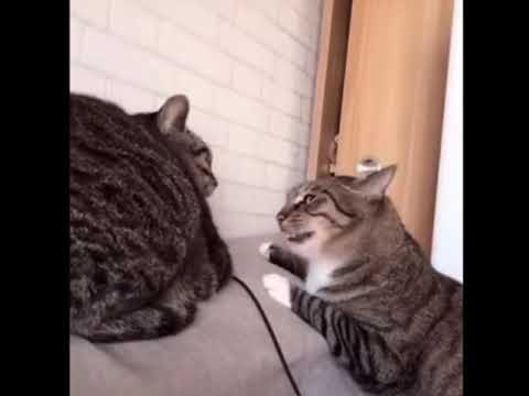 Ital tha ruffian - animal voiceover