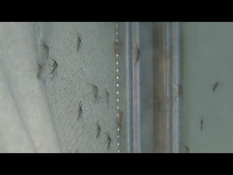 Avoid mosquito breeding at your home