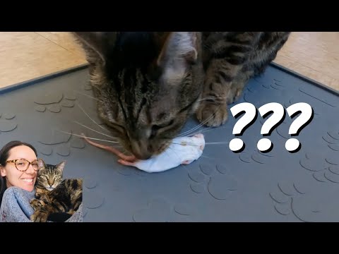 Jericho eats a whole mouse