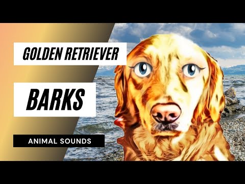 How A Golden Retriever Barks / Sound Effect / Animation