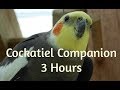 Cockatiel Companion 3 HOURS OF COCKATIELS!!!