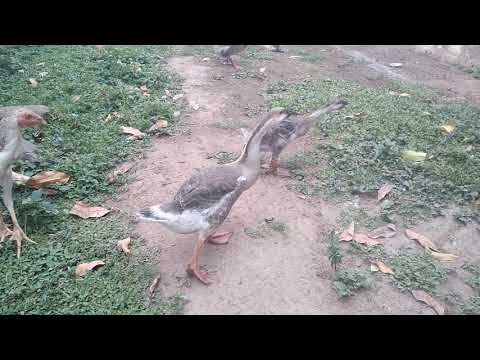 Aves aquáticas gansos, patos e marrecos
