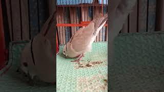 Download lagu Cara Burung Puter Pelung Gacor Menarik Perhatian Betina #burungputer #puterpelung mp3 Download lagu Cara Burung Puter Pelung Gacor Menarik Perhatian Betina #burungputer #puterpelung mp3