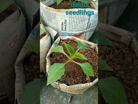, title : 'Dahlia seedlings overview.soon to bloom:-) 💯☺😇'