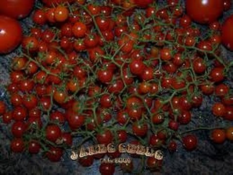 , title : '⟹ Spoon Tomato, Solanum pimpinellifolium, Indeterminate PT1 #TOMATO'