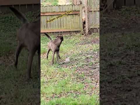 neighbors retriever caught shadow off guard #dog #doggo