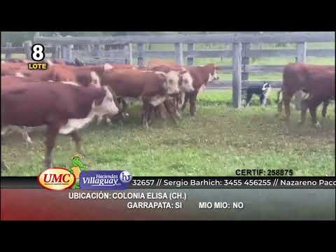 Lote 120 Terneros en Col. Elisa, Chaco