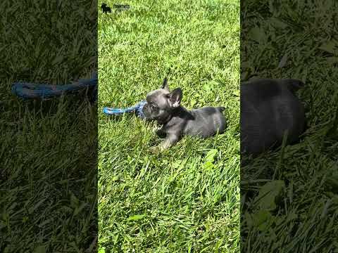 Video 2