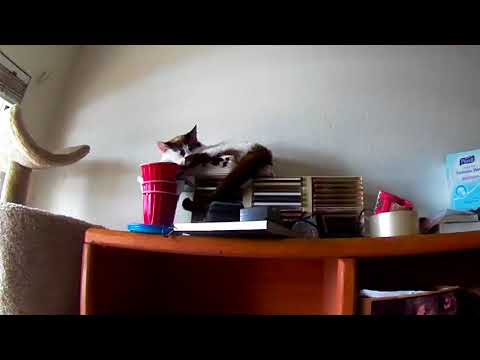 March 10 2018 1216 PM Sophie