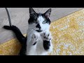 The Purr Meow Is The Happiest Sound In The World