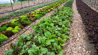What Is Cultivation REALLY